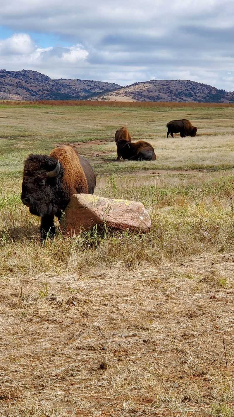 Wild Bison and Prairie Dogs Sharing the Grounds Wild Bison and Prairie Dogs Sharing the Grounds