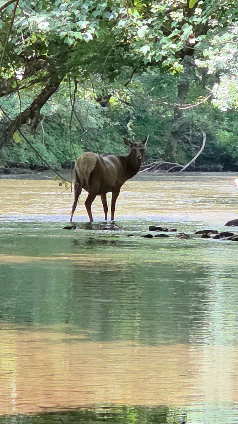 Wild Elk Along the Riverbank Wild Elk Along the Riverbank