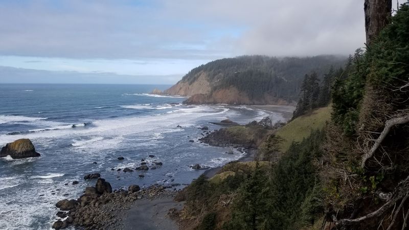 Wild Elk Grazing at Ecola State Park Wild Elk Grazing at Ecola State Park
