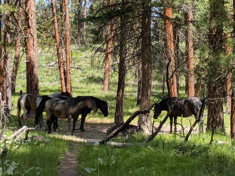 Wild Horse Island State Park, Big Arm, Montana
