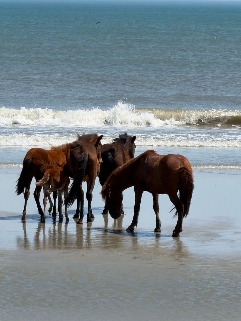 Wild Horses Reward Patience, Not Pursuit Wild Horses Reward Patience, Not Pursuit