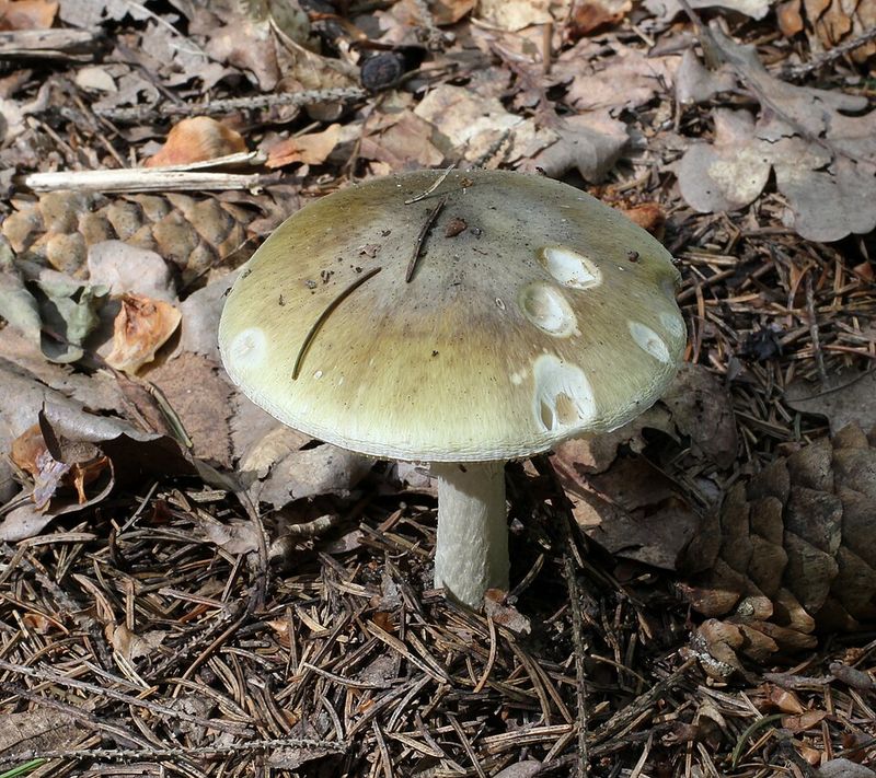 Wild Mushrooms Such as Death Caps - Worldwide Wild Mushrooms Such as Death Caps - Worldwide