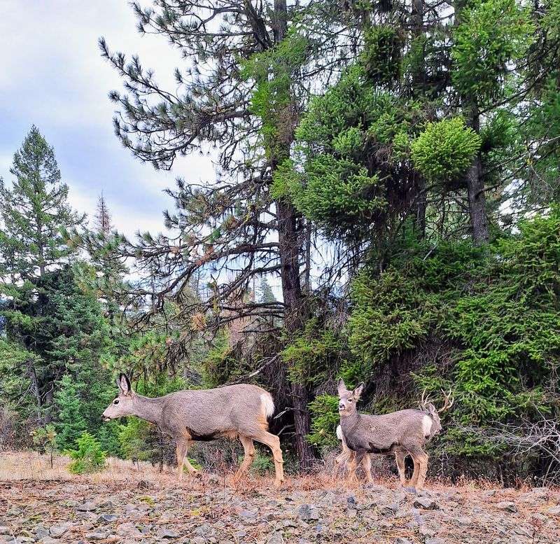 Wild Neighbors: Wildlife Watching Throughout the Park Wild Neighbors: Wildlife Watching Throughout the Park