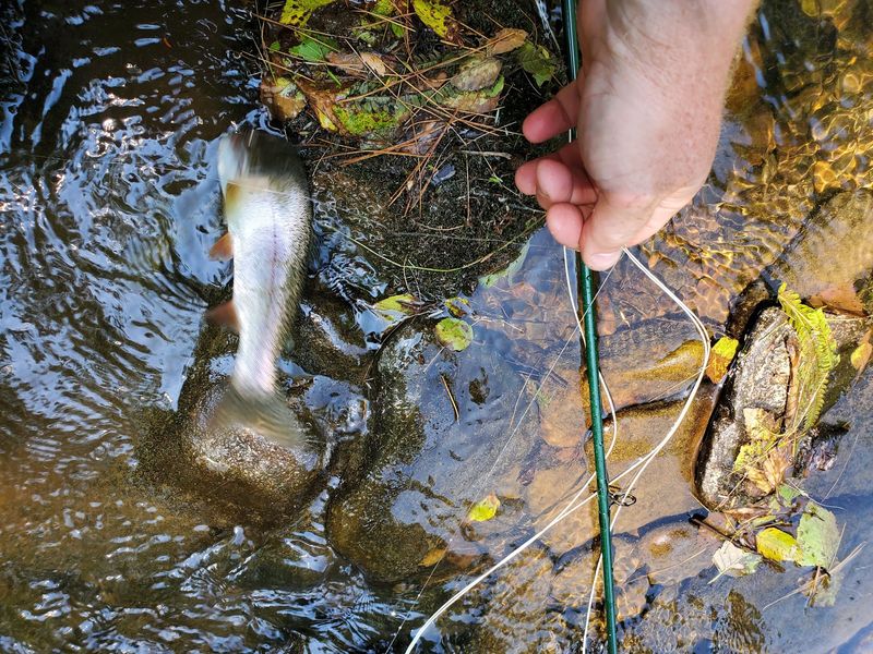 Wild Trout Water That Serious Anglers Travel Miles to Reach Wild Trout Water That Serious Anglers Travel Miles to Reach