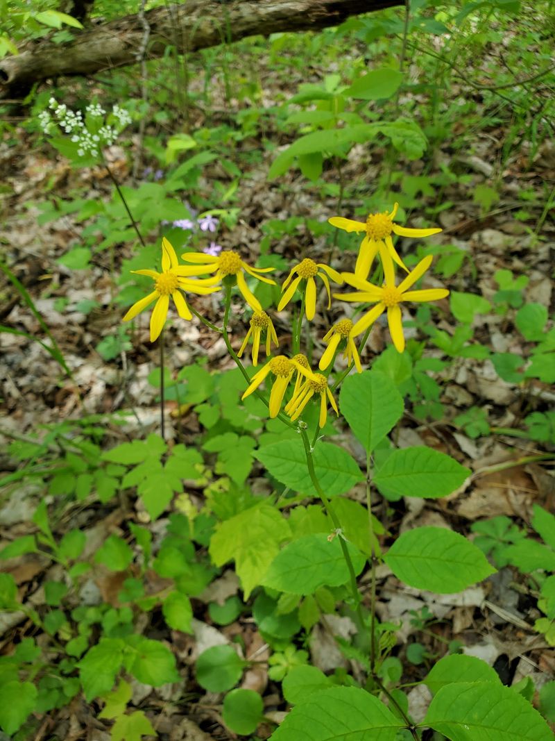 Wildflower Season and Spring Trillium