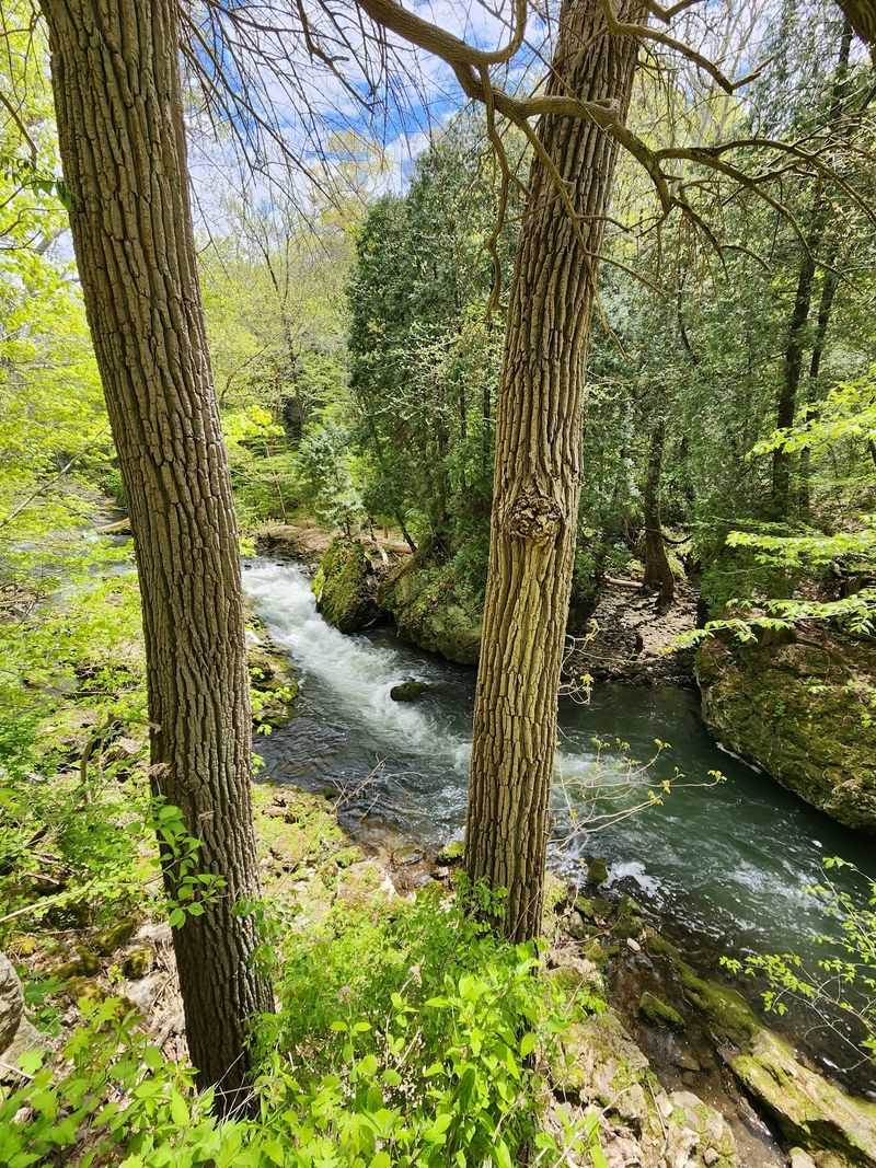Wildflowers, Native Plants, and the Botanical Side of the Gorge