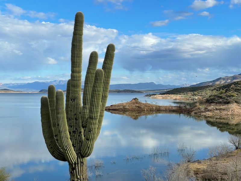 Wildflowers and Desert Wildlife