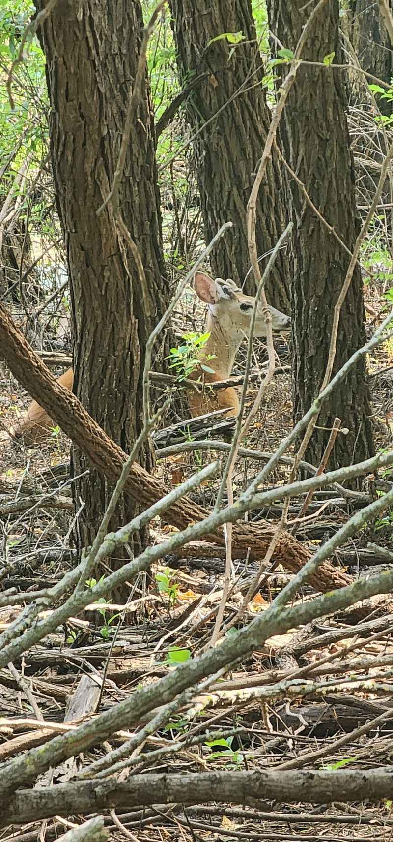 Wildlife Along The Creek Corridor Wildlife Along The Creek Corridor