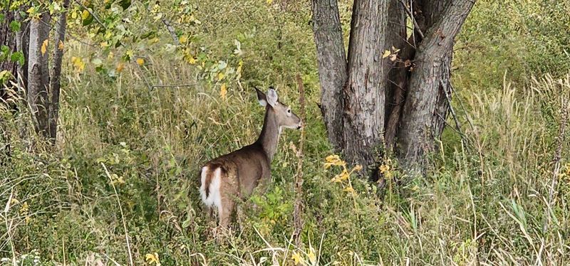 Wildlife Along the Wetlands