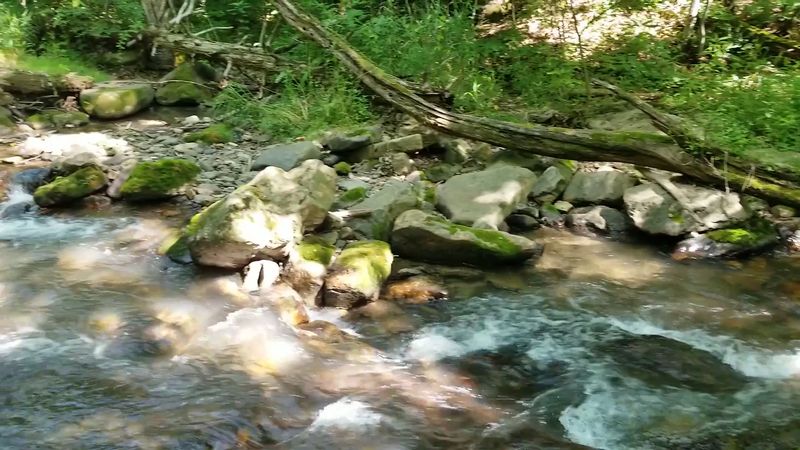 Wildlife And What Shares The Trail With You Wildlife And What Shares The Trail With You