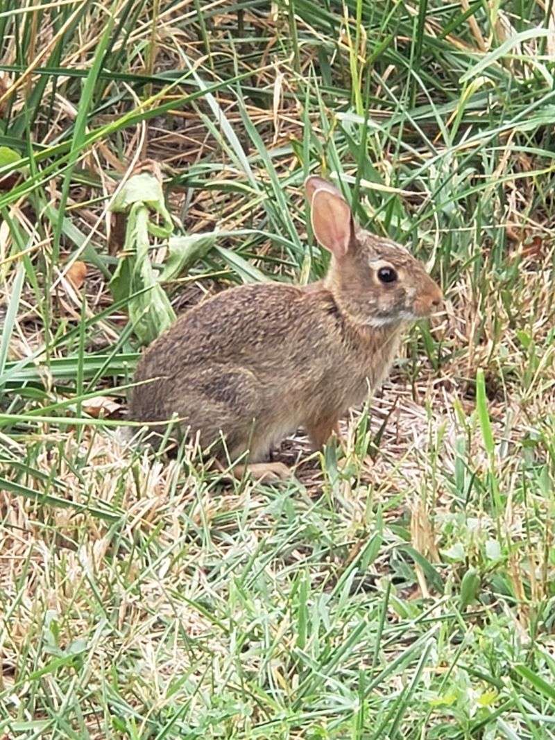 Wildlife Beyond Birds: Squirrels, Crabs, and Surprises Wildlife Beyond Birds: Squirrels, Crabs, and Surprises