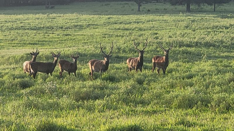 Wildlife Beyond the Horses Wildlife Beyond the Horses