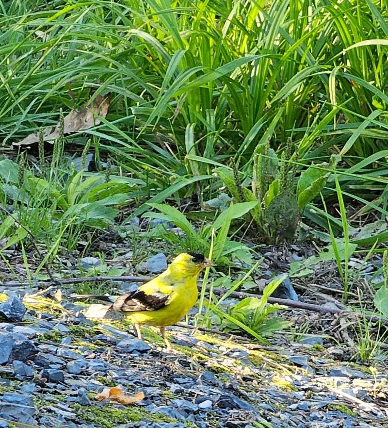 Wildlife, Birds, and the Quiet Thrill of Watching Wildlife, Birds, and the Quiet Thrill of Watching
