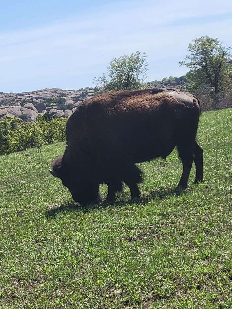 Wildlife Encounters Along the Route