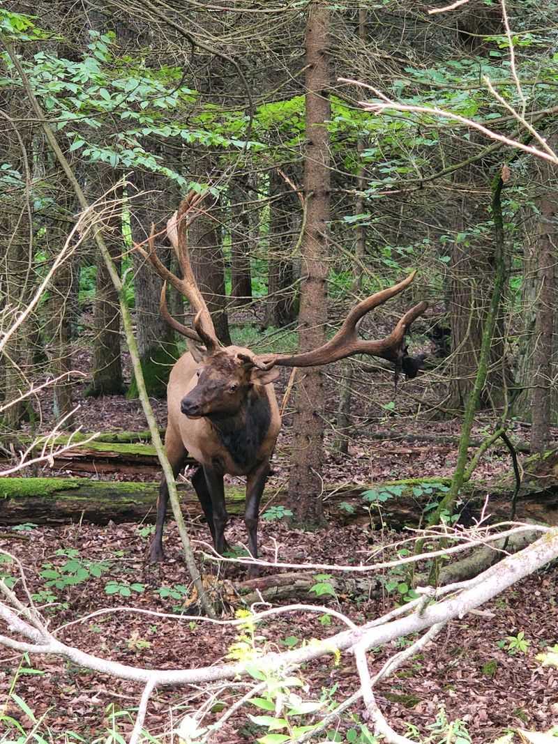 Wildlife Encounters That Catch You Off Guard Wildlife Encounters That Catch You Off Guard