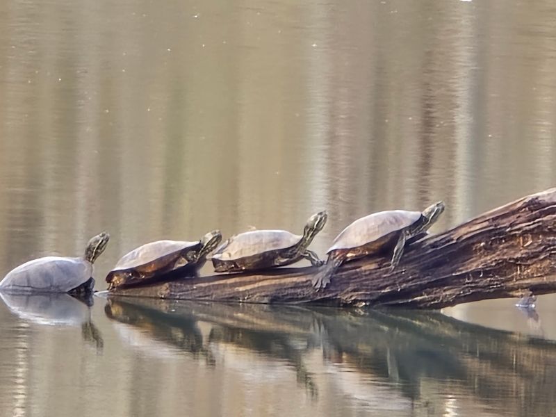 Wildlife Encounters That Come to You