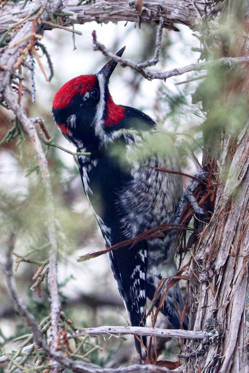 Wildlife Encounters in Idaho's Largest Pinyon Pine Forest Wildlife Encounters in Idaho's Largest Pinyon Pine Forest