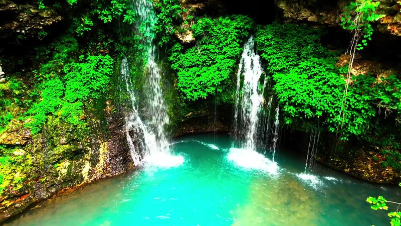 Wildlife, Flora, and the Forest Atmosphere Wildlife, Flora, and the Forest Atmosphere