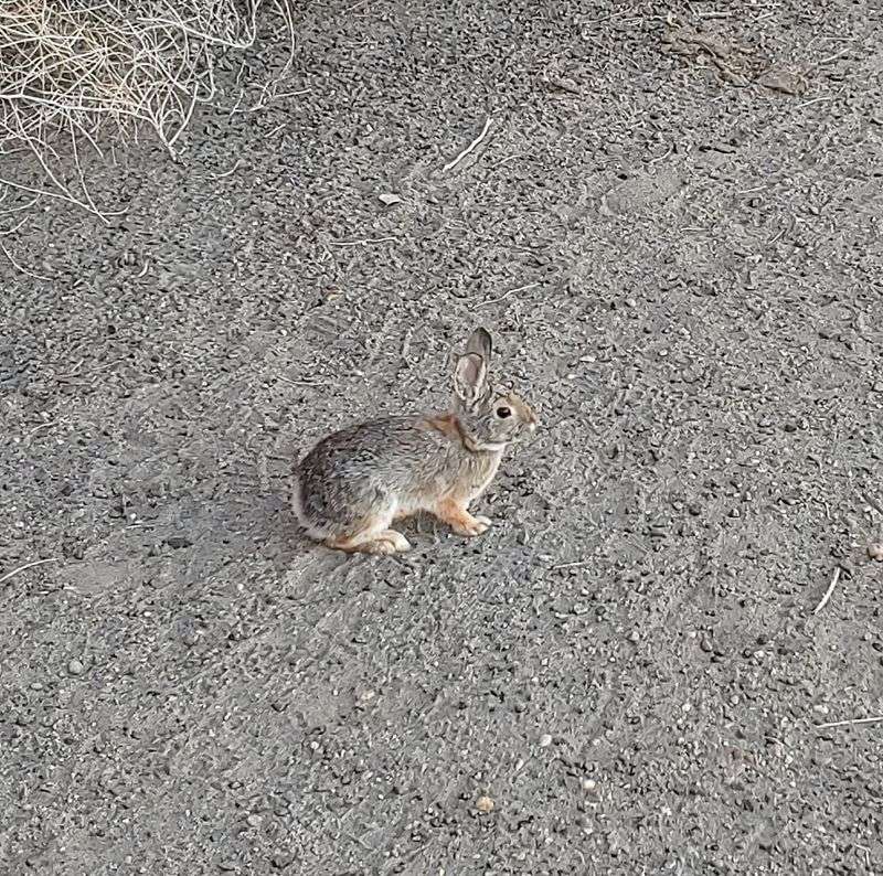 Wildlife Hiding in Plain Sight