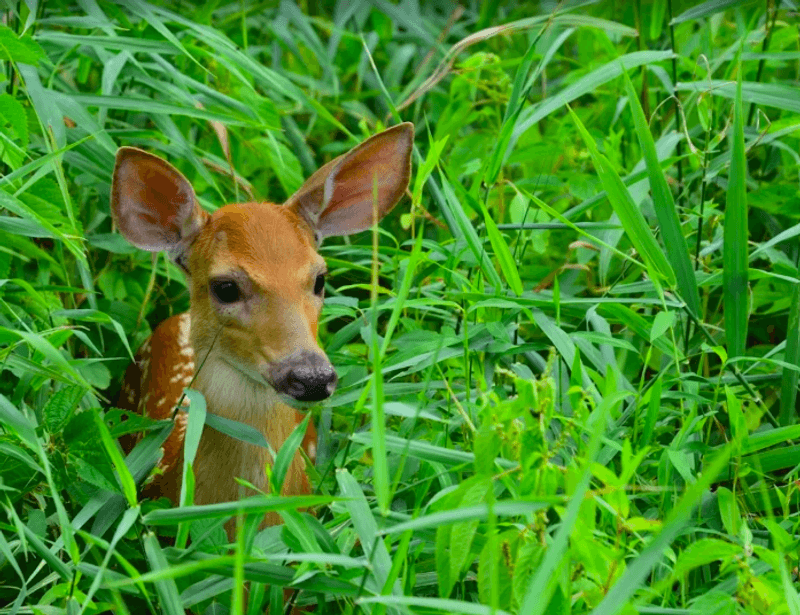 Wildlife Moments For Patient Walkers Wildlife Moments For Patient Walkers