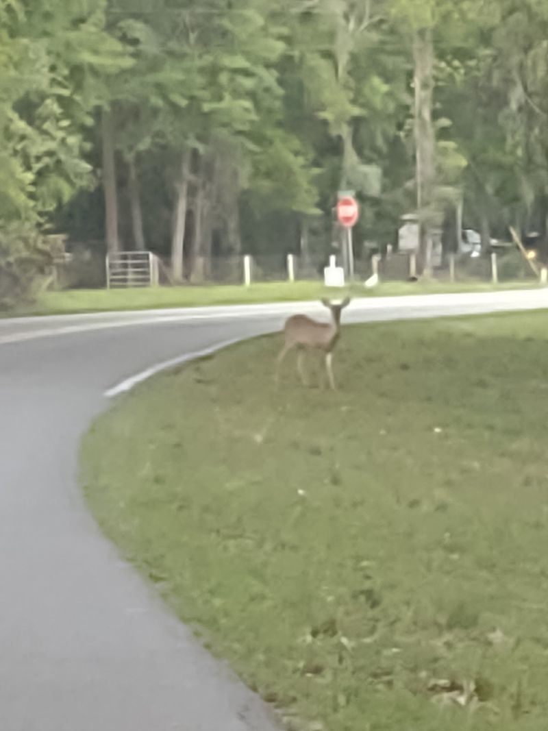 Wildlife Right Outside Your Tent Wildlife Right Outside Your Tent