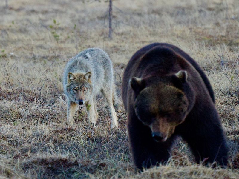 Wildlife Safaris Finland, Kuhmo, Finland Wildlife Safaris Finland, Kuhmo, Finland