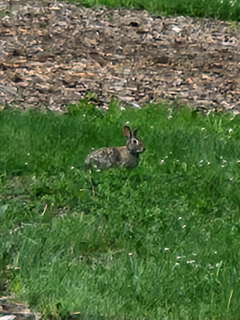 Wildlife Sightings That Catch You Off Guard Wildlife Sightings That Catch You Off Guard