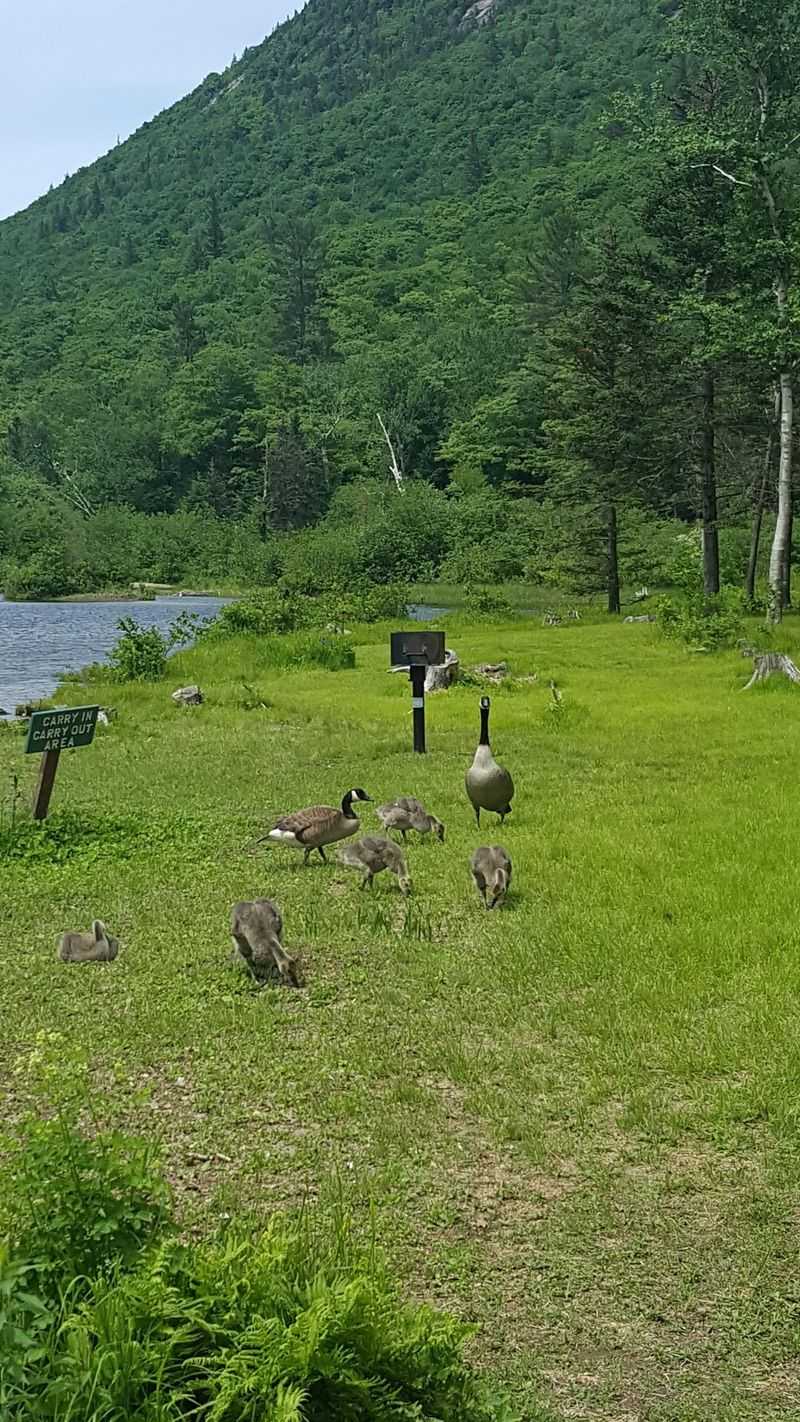 Wildlife Sightings That Make Every Visit Feel Unpredictable Wildlife Sightings That Make Every Visit Feel Unpredictable