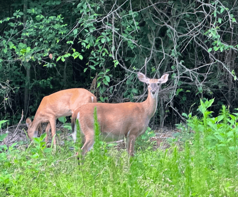 Wildlife That Comes To Say Hello