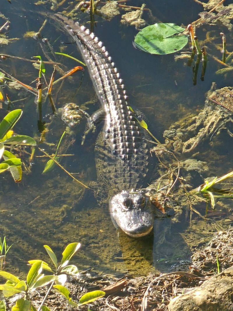 Wildlife That Might Just Steal the Show Wildlife That Might Just Steal the Show