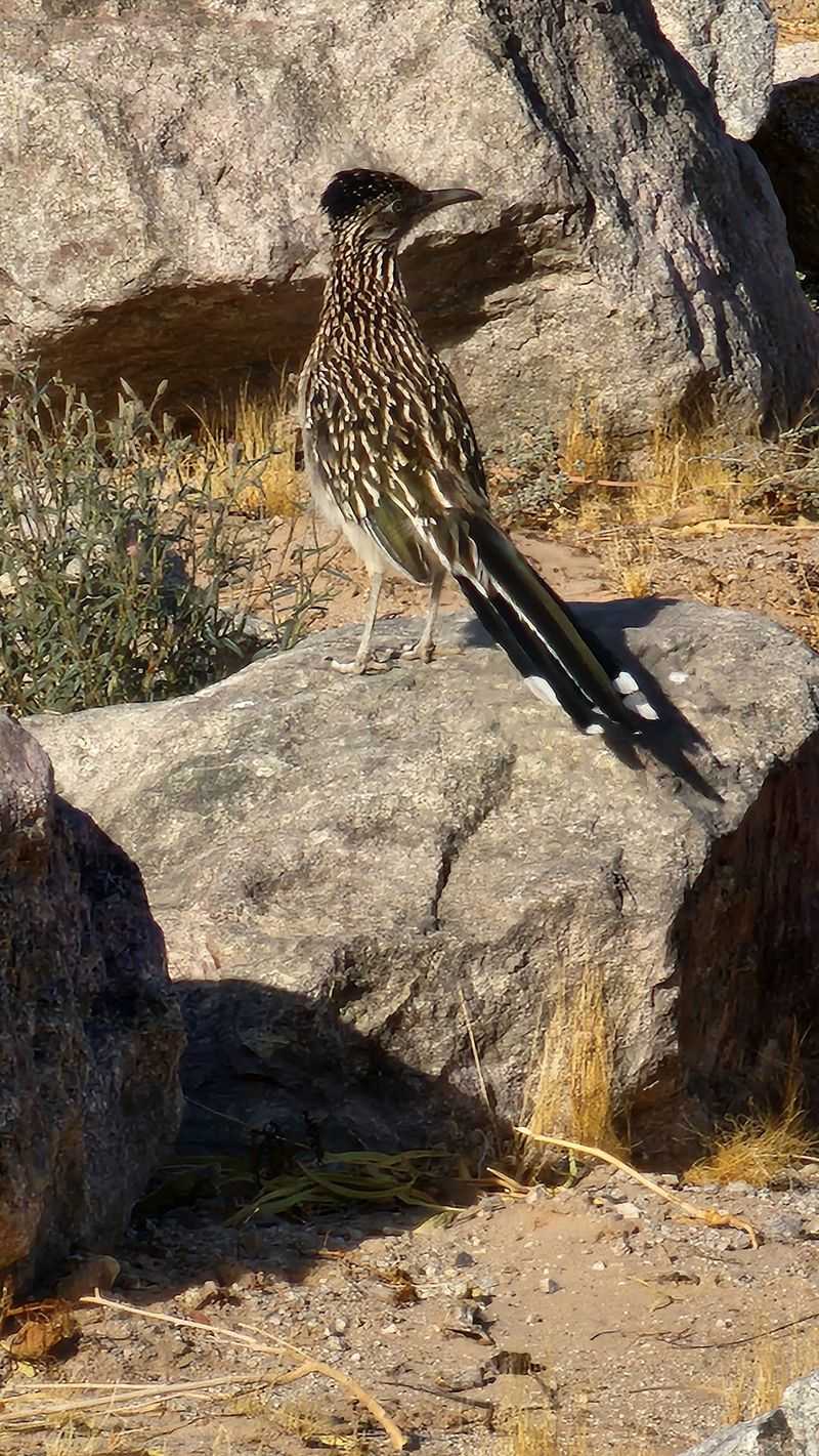 Wildlife That Steals the Show at Sundown Wildlife That Steals the Show at Sundown