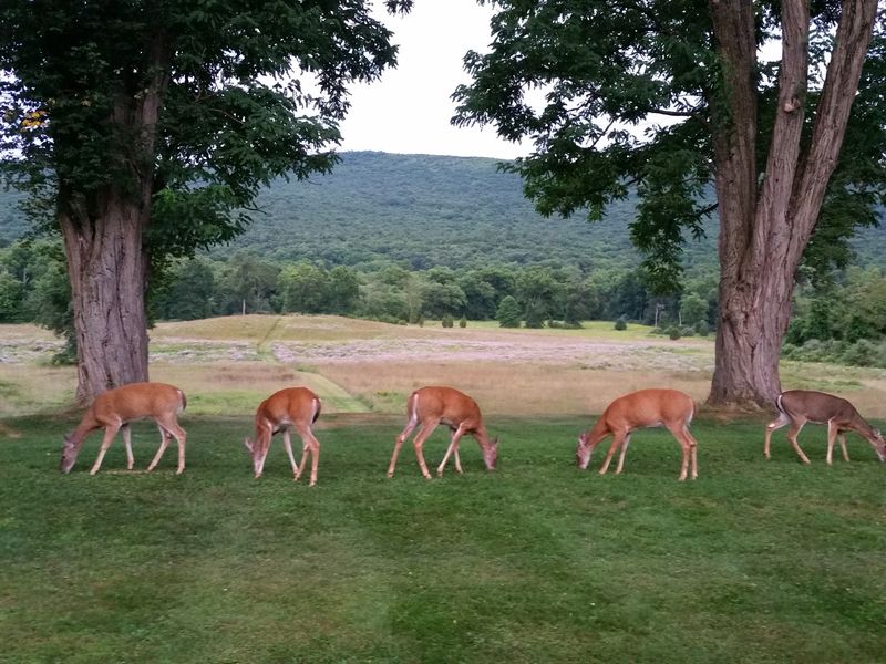 Wildlife Watching Without Leaving the Table Wildlife Watching Without Leaving the Table