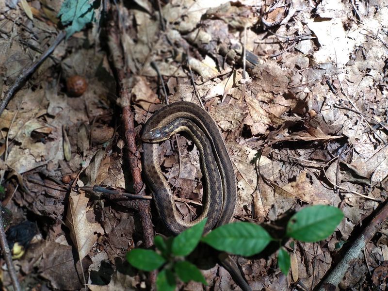 Wildlife Watching in a Forest That Teems with Life Wildlife Watching in a Forest That Teems with Life