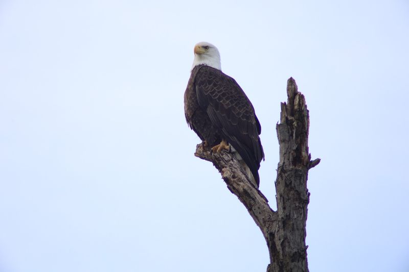 Wildlife Watching in a Thriving Ozark Sanctuary