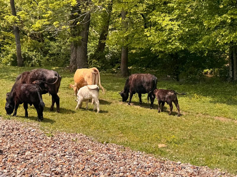 Wildlife, Wild Turkeys, and Right-of-Way Cows