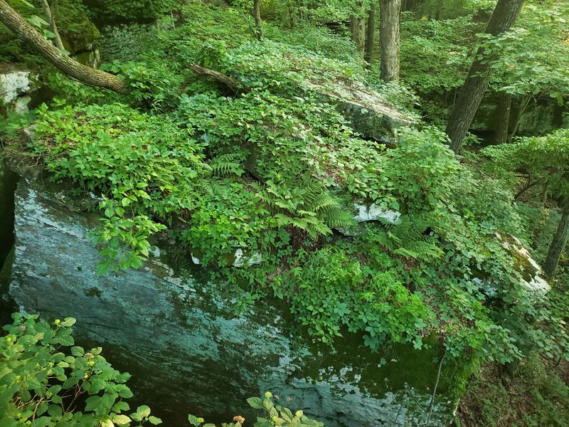 Wildlife, Wildflowers, and the Natural Setting Wildlife, Wildflowers, and the Natural Setting