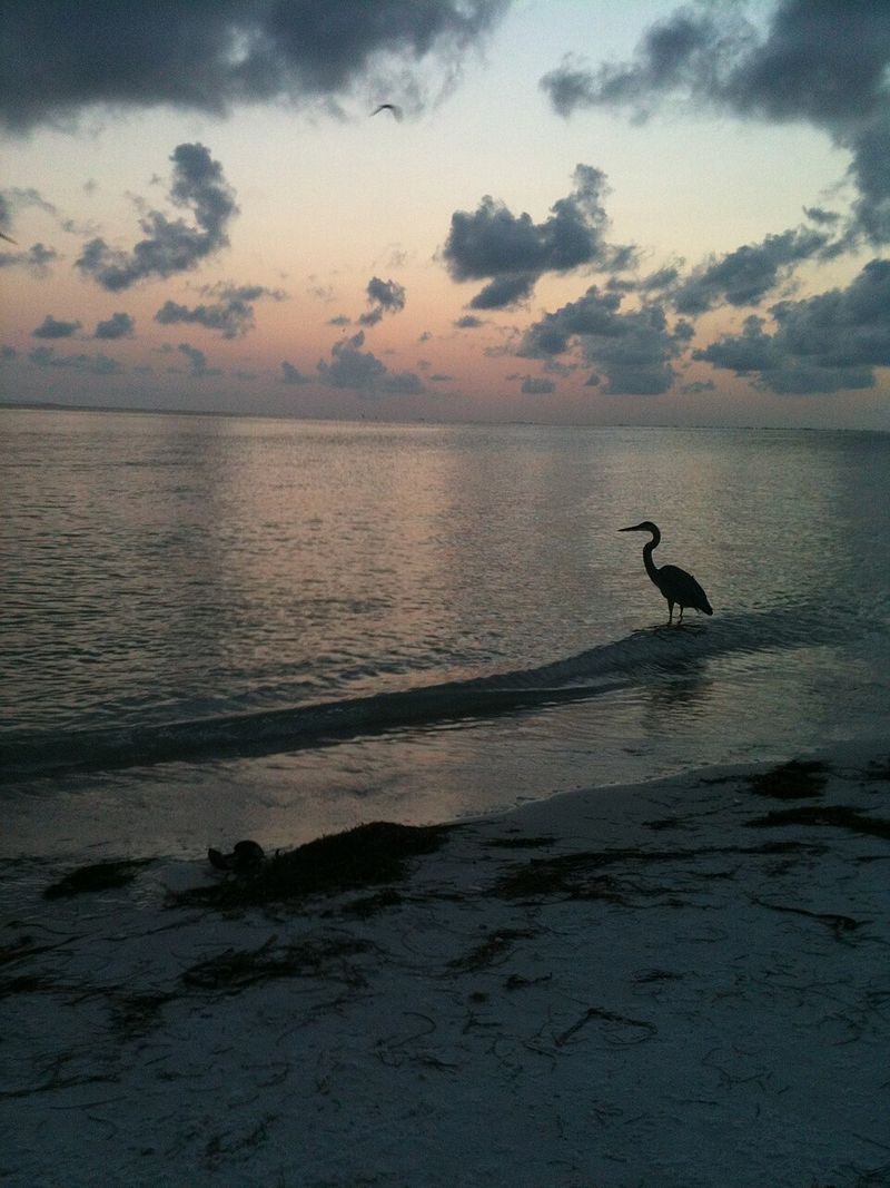 Wildlife You Can Watch From Shore Wildlife You Can Watch From Shore