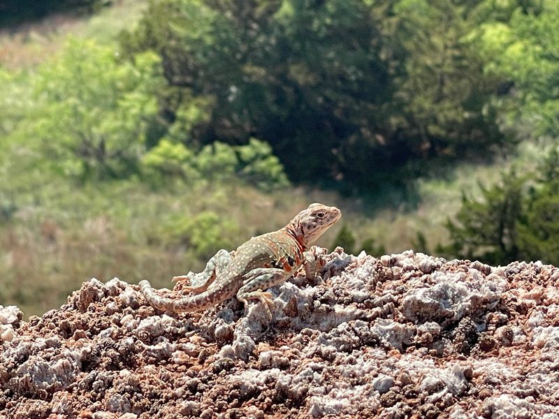 Wildlife You Might Encounter on the Trail Wildlife You Might Encounter on the Trail