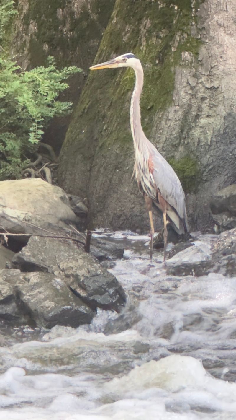 Wildlife and Birdwatching: Unexpected Encounters Along the Trails Wildlife and Birdwatching: Unexpected Encounters Along the Trails