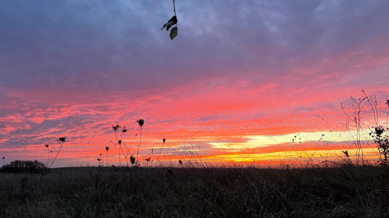 Wildlife and Stargazing After Dark