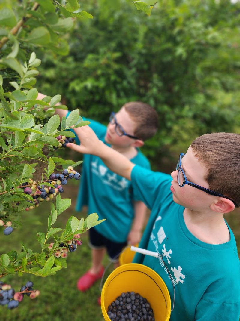 Wilson Blueberry Farm, Collierville, TN Wilson Blueberry Farm, Collierville, TN
