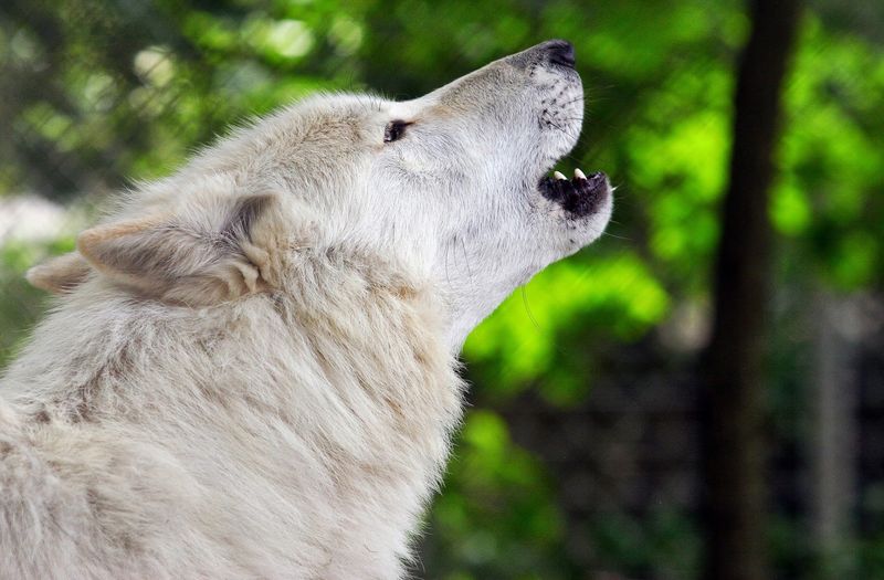 Wolf Howls That Echo Through the Trees Wolf Howls That Echo Through the Trees