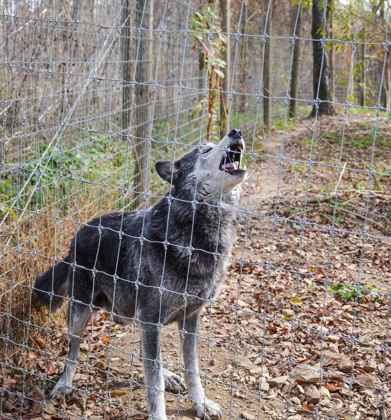 Wolf Sanctuary of PA, Lititz, Pennsylvania