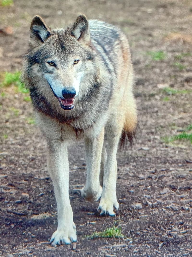 Wolves, Primates, and the Animals That Command Respect Wolves, Primates, and the Animals That Command Respect