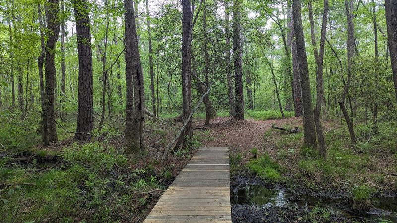 Wooded Trails Full of Roots and Surprises Wooded Trails Full of Roots and Surprises