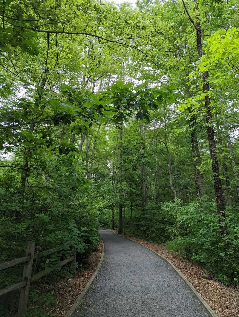 Wooded Walkways With A Slow-Paced Rhythm Wooded Walkways With A Slow-Paced Rhythm