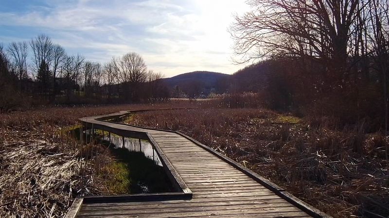 Wooden Planks Across Open Wetland Wooden Planks Across Open Wetland