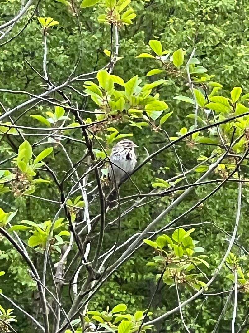 Woodpeckers, Blue Jays, and Early Bird Walks Woodpeckers, Blue Jays, and Early Bird Walks