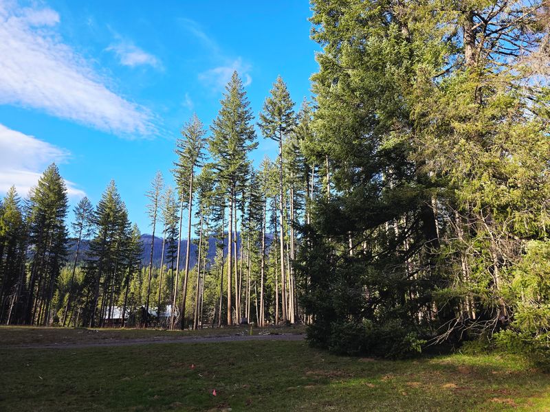Worker-Owned Roots and a Forest Comeback Worker-Owned Roots and a Forest Comeback