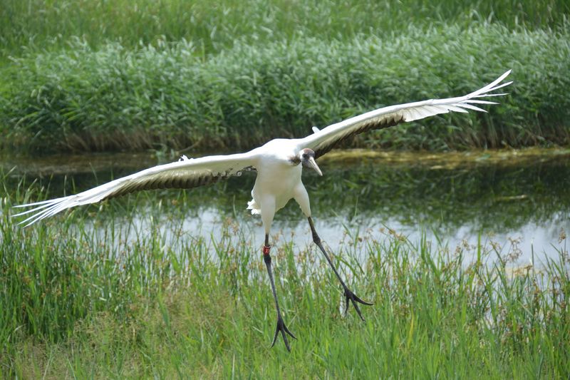 Xianghai National Nature Reserve, Baicheng, Jilin, China Xianghai National Nature Reserve, Baicheng, Jilin, China